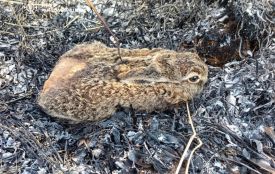Вогнеборці врятували зайченя під час пожежі сухої трави в Нових Озерянах