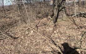 Екологи виявили незаконну порубку 4 кленів у Житомирському районі