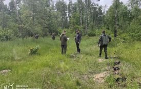 Екоінспекція Поліського округу пред’явила претензію Коростенській міській раді на понад 1,6 млн грн збитків за незаконну вирубку лісу