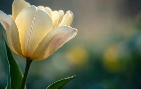 30 березня: все про цей день, яке церковне свято, прикмети і погода у Житомирі