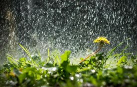 Кінець березня — початок квітня буде у Житомирі дощовим