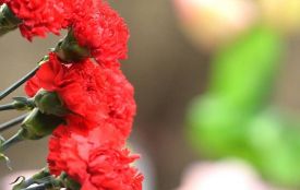 Лише через два місяці на щиті повернувся до рідного Житомира Захисник Ярослав Томко