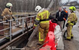 В Андрушівці рятувальники витягнули двох бобрів, які застрягли в дамбі