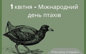 1 квітня - Міжнародний день птахів: Кожен голос і кожен птах мають значення!