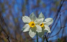 У Житомирі в найближчі дні збережеться тепла погода з періодичними дощами