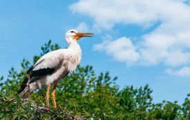 3 квітня: свята, події, традиції і погода у Житомирі