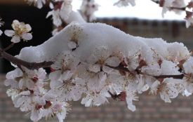 Увага! В Україну йде похолодання, опади у вигляді дощу і мокрого снігу, можливі заморозки!