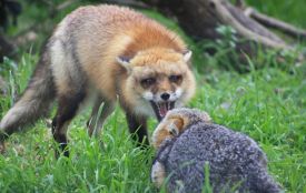 З початку року на Житомирщині зареєстровано 18 випадків захворювання тварин на сказ