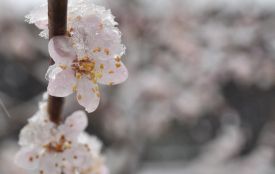 У Житомирі збережеться холодна погода з дощем і мокрим снігом