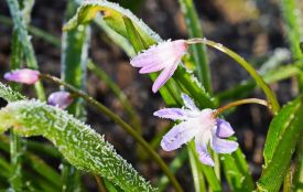 Прогноз погоди в Житомирі: потепліє вже після Великодня