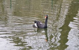 Чорні лебеді повернулися до Ботанічного саду. ФОТО