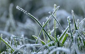 На Житомирщині знову очікуються заморозки: оголошено помаранчевий рівень небезпеки