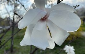 20 квітня: все про цей день, яке церковне свято, прикмети і погода у Житомирі