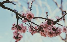 21 квітня: все про цей день, яке церковне свято, прикмети і погода у Житомирі