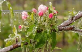 Україну накриває нова хвиля арктичного холоду — синоптики