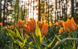 У Житомирі збережеться прохолодна погода