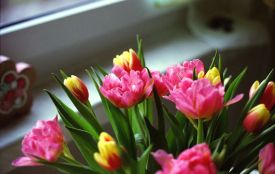 24 квітня: все про цей день, яке церковне свято, традиції і погода у Житомирі