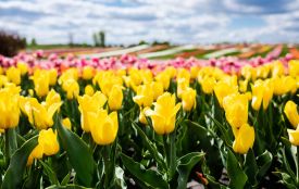Травень буде холодним і дощовим, — Укргідрометцентр