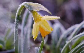 Сильні заморозки вночі і прохолода вдень — прогноз погоди