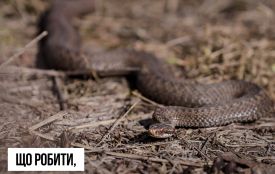 Що робити, якщо вкусила змія