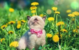 2-3 травня в Україні почне теплішати, заморозки відступлять — прогноз погоди