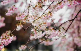 30 квітня: все про цей день, яке церковне свято, прикмети і погода у Житомирі