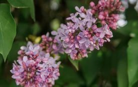 Від заморозків до спеки: яку погоду чекати в Житомирі у травні