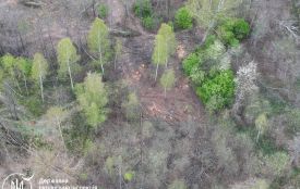У Хорошівській громаді виявлено порубку понад 300 дерев, триває розрахунок шкоди
