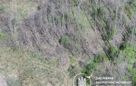 Шкода внаслідок незаконної порубки 126 дерев у Коростишівській громаді склала  понад 1,7 млн грн