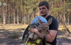 Надзвичайники врятували червонокнижне лосеня зі спаленої землі Чорнобильського лісу. ВІДЕО