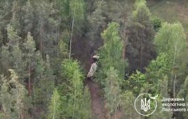 У Коростенському районі виявили факт незаконної порубки восьми беріз