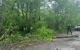 На Малинщині автівка з’їхала у кювет та зіткнулася з деревом: загинули двоє чоловіків