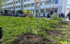 Біля ліцею №23 у Житомирі висадили калинову алею