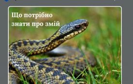Сезон активності плазунів: що треба знати про змій
