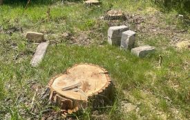 На Коростенщині невідомі незаконно зрізали 17 тополь: сума збитків склала майже 33 тисячі гривень