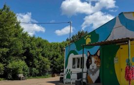 Що варто знати про роботу Центру захисту тварин у Житомирі