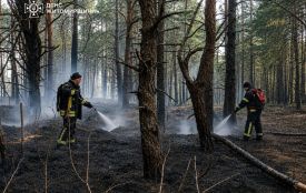 На Житомирщині ліквідували лісову пожежу, що виникла внаслідок падіння уламків російського безпілотника
