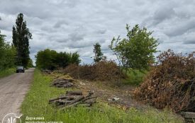 ДЕІ Поліського округу підтвердила факт порубки 80 дерев неподалік села Дібрівка та розпочала розрахунок збитків