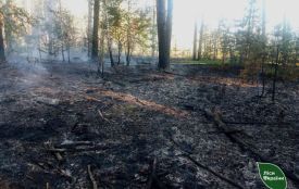 Внаслідок дронової атаки на вихідних на Житомирщині спалахнули 5 лісових пожеж