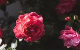 27 червня: яке сьогодні свято, прикмети і заборони, прогноз погоди у Житомирі