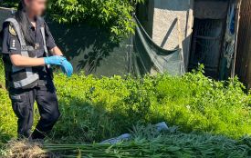 На Житомирщині поліцейські виявили наркотики та вилучили з незаконного обігу зброю і набої