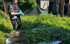Поліція виявила 247 кущів конопель на присадибній ділянці 51-річного жителя селища Корнина