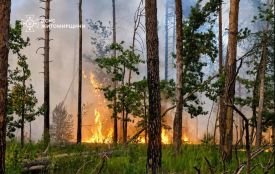 Рятувальники спільно з лісівниками 4 дні працювали над ліквідацією лісової пожежі у Коростенському районі