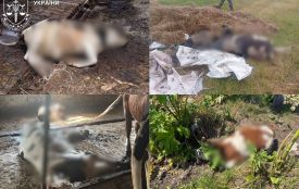 Через службову недбалість директора державного підприємства на Звягельщині загинула худоба – йому повідомлено про підозру