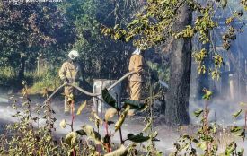 Минулої доби на Житомирщині 7 разів горів сухостій, здебільшого - у Коростенському районі