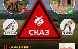 У Звягельському районі у 9 селах через сказ лисиці запроваджено карантин