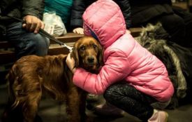 Укриття відкриті і для домашніх тварин: що передбачає законодавство