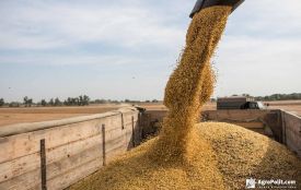 Урожай під загрозою: російські атаки портів можуть коштувати Україні мільярди доларів
