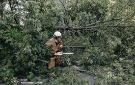 У Старій Котельні рятувальники прибрали дерево, що впало на дорогу