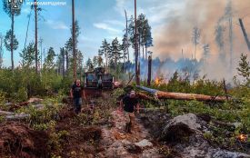 Рятувальники і лісівники ліквідовують лісову пожежу, що виникла вчора ввечері у Коростенському районі